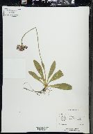 Hieracium aurantiacum image