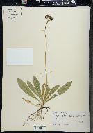 Hieracium aurantiacum image