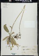 Hieracium aurantiacum image