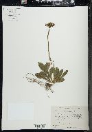 Hieracium aurantiacum image