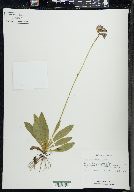 Hieracium aurantiacum image