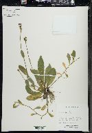 Hieracium aurantiacum image