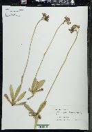 Hieracium aurantiacum image