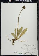 Hieracium aurantiacum image