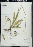 Hieracium caespitosum image