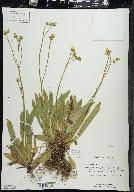 Hieracium caespitosum image