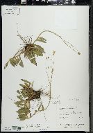 Hieracium caespitosum image