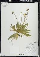 Hieracium caespitosum image