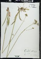 Hieracium piloselloides image