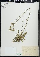 Hieracium piloselloides image