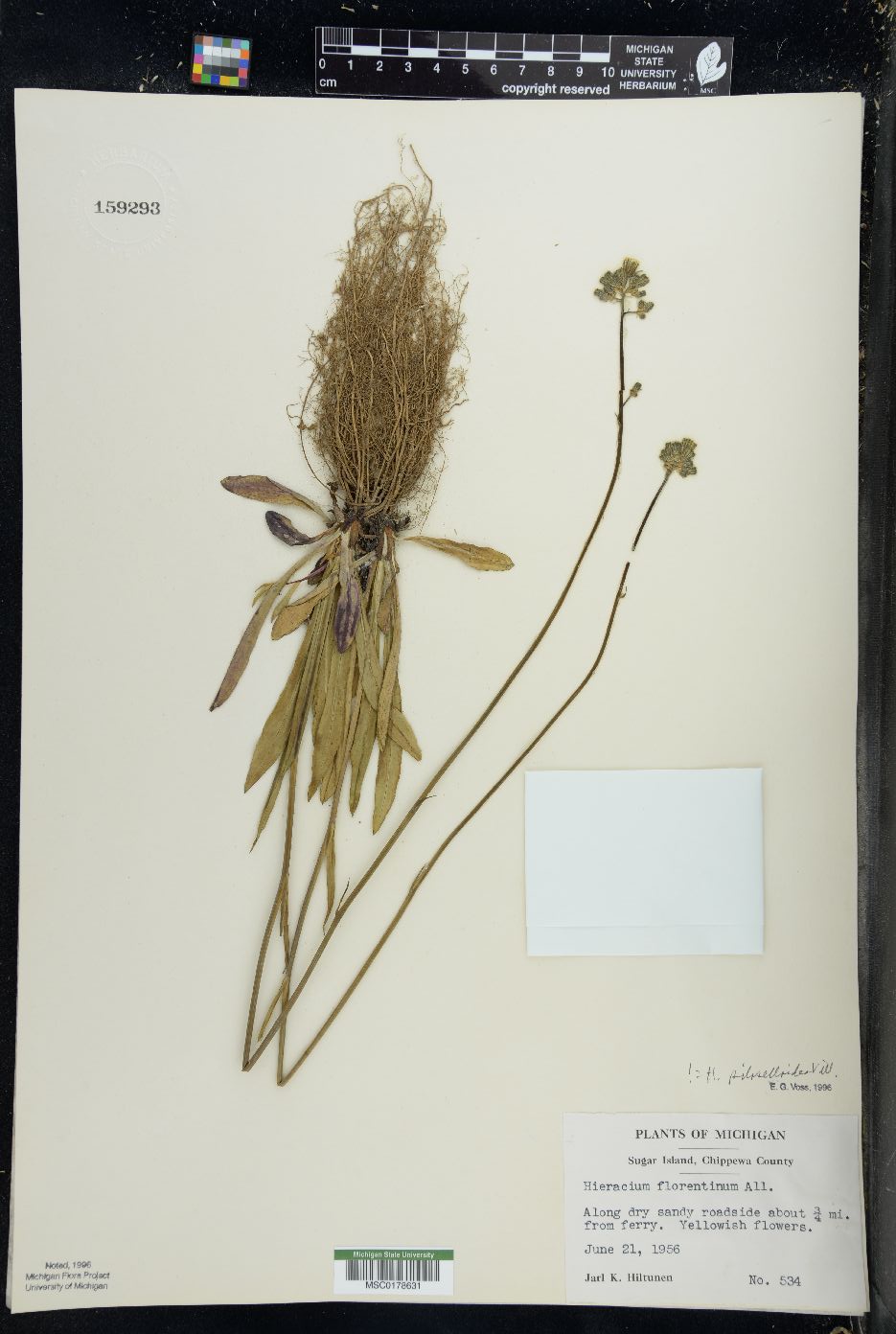 Hieracium piloselloides image