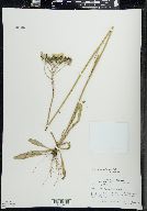 Hieracium piloselloides image