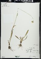 Hieracium piloselloides image