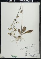 Hieracium gronovii image