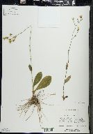 Hieracium gronovii image