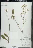 Hieracium gronovii image