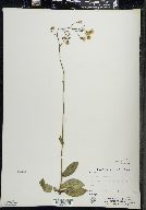 Hieracium gronovii image