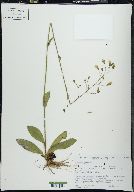 Hieracium gronovii image