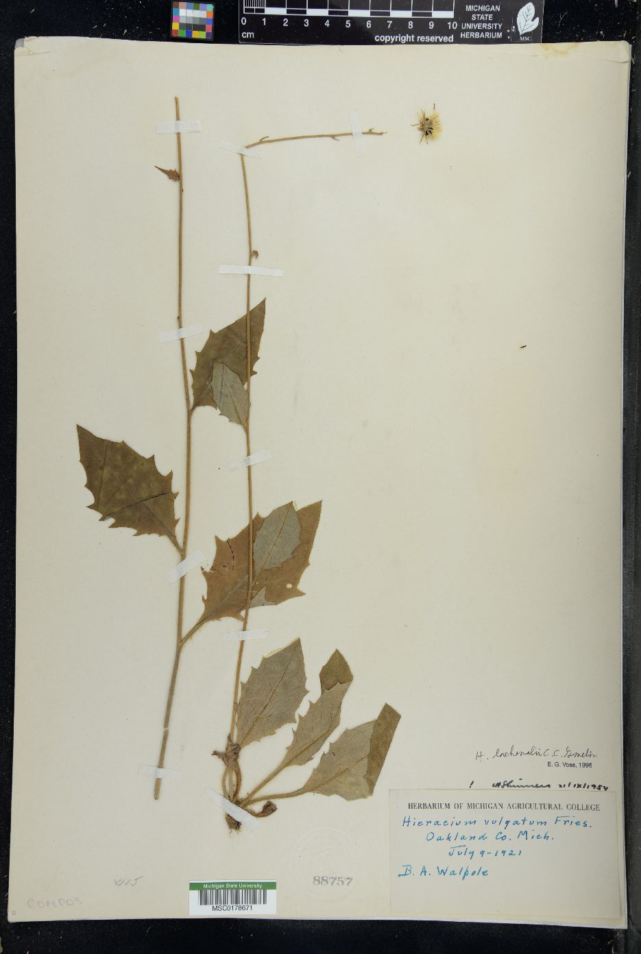 Hieracium vulgatum image