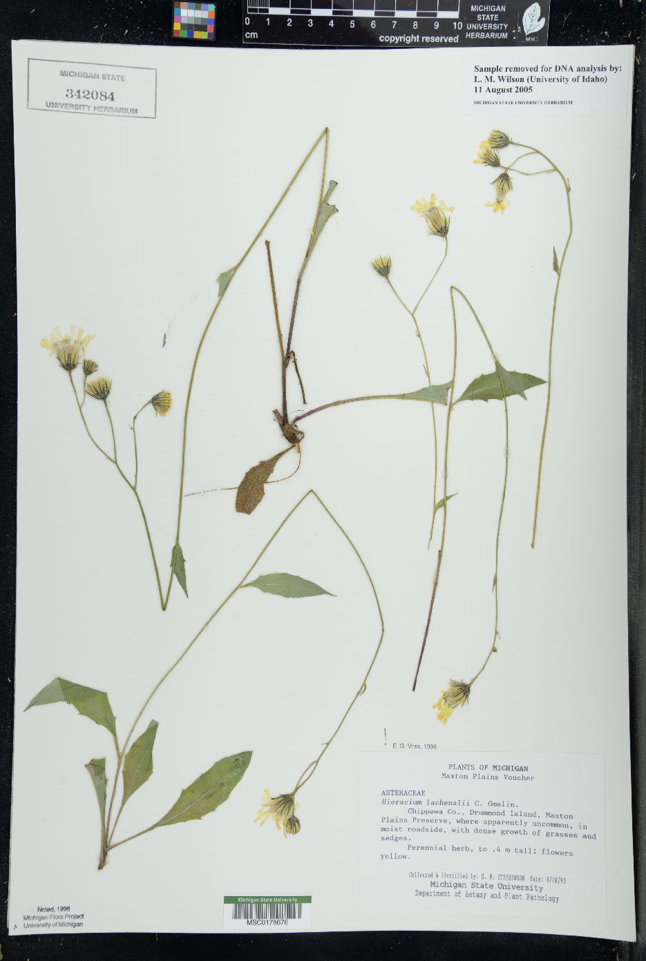 Hieracium vulgatum image