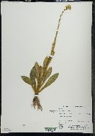 Hieracium longipilum image