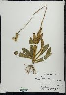 Hieracium longipilum image