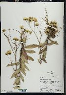 Hieracium kalmii image