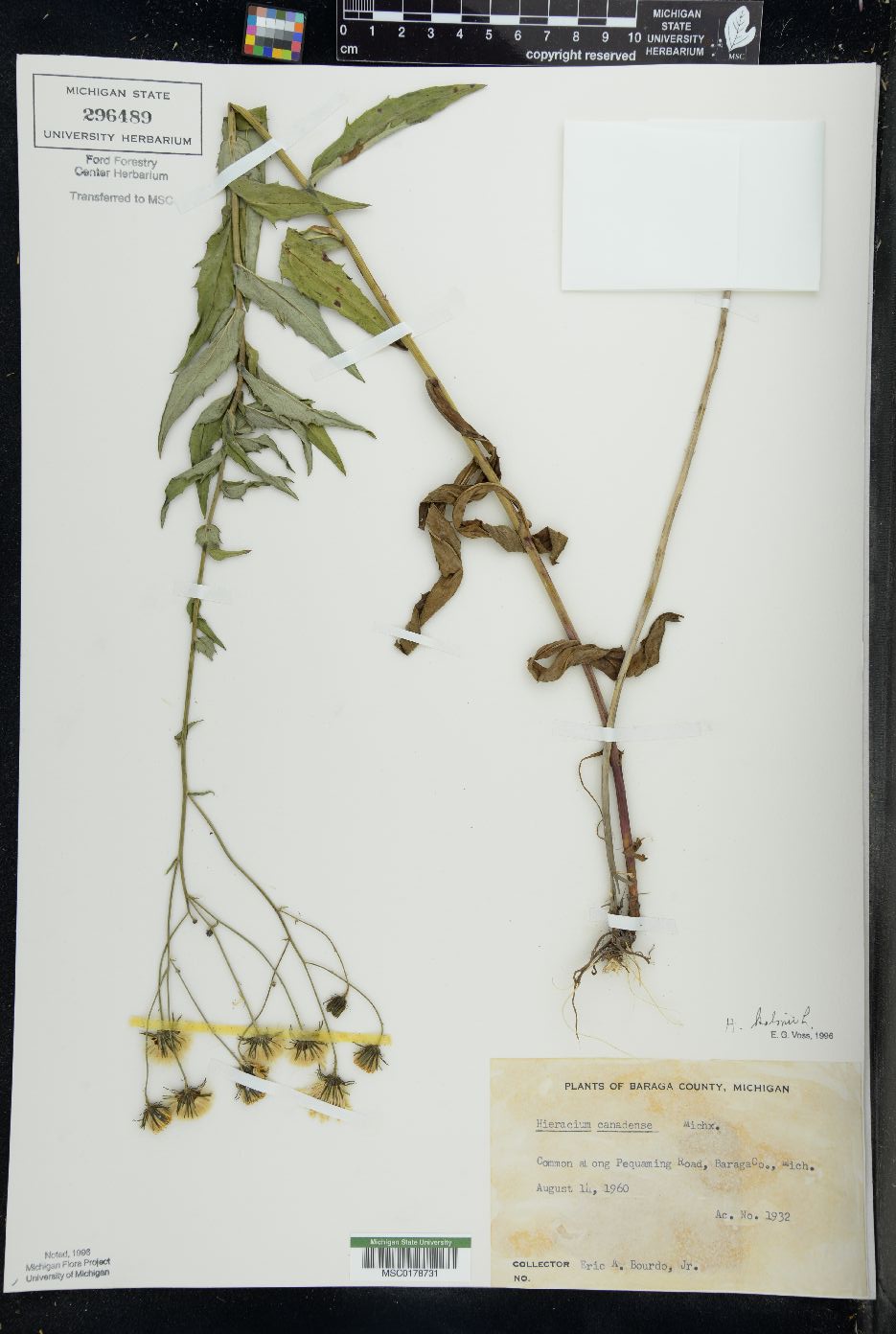 Hieracium kalmii image