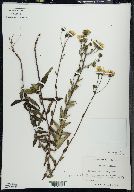 Hieracium kalmii image