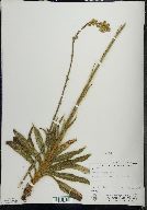 Hieracium longipilum image