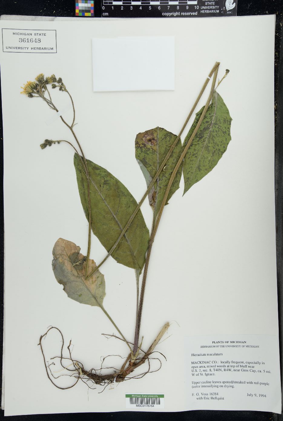 Hieracium maculatum image