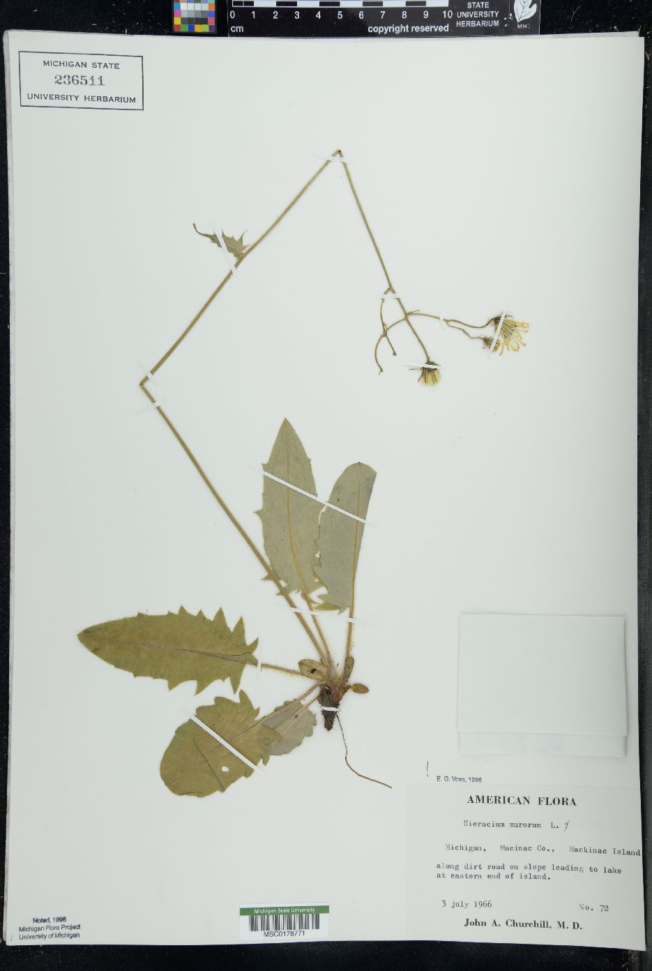 Hieracium murorum image