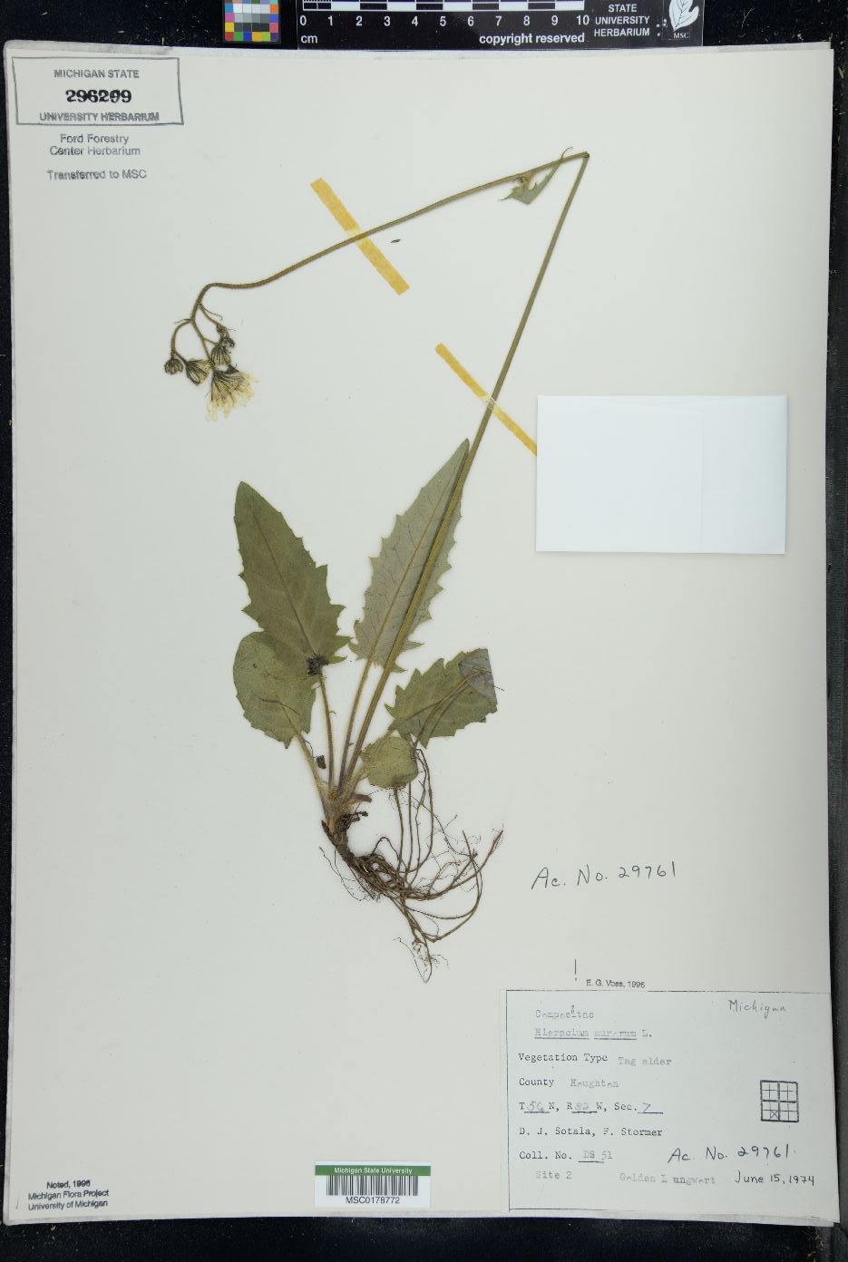 Hieracium murorum image