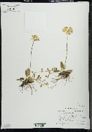 Hieracium pilosella image