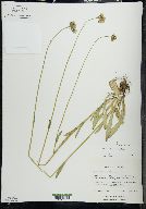 Hieracium piloselloides image