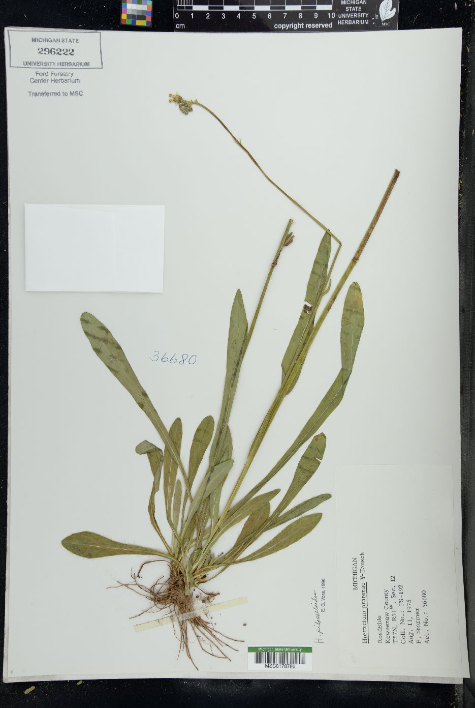 Hieracium piloselloides image