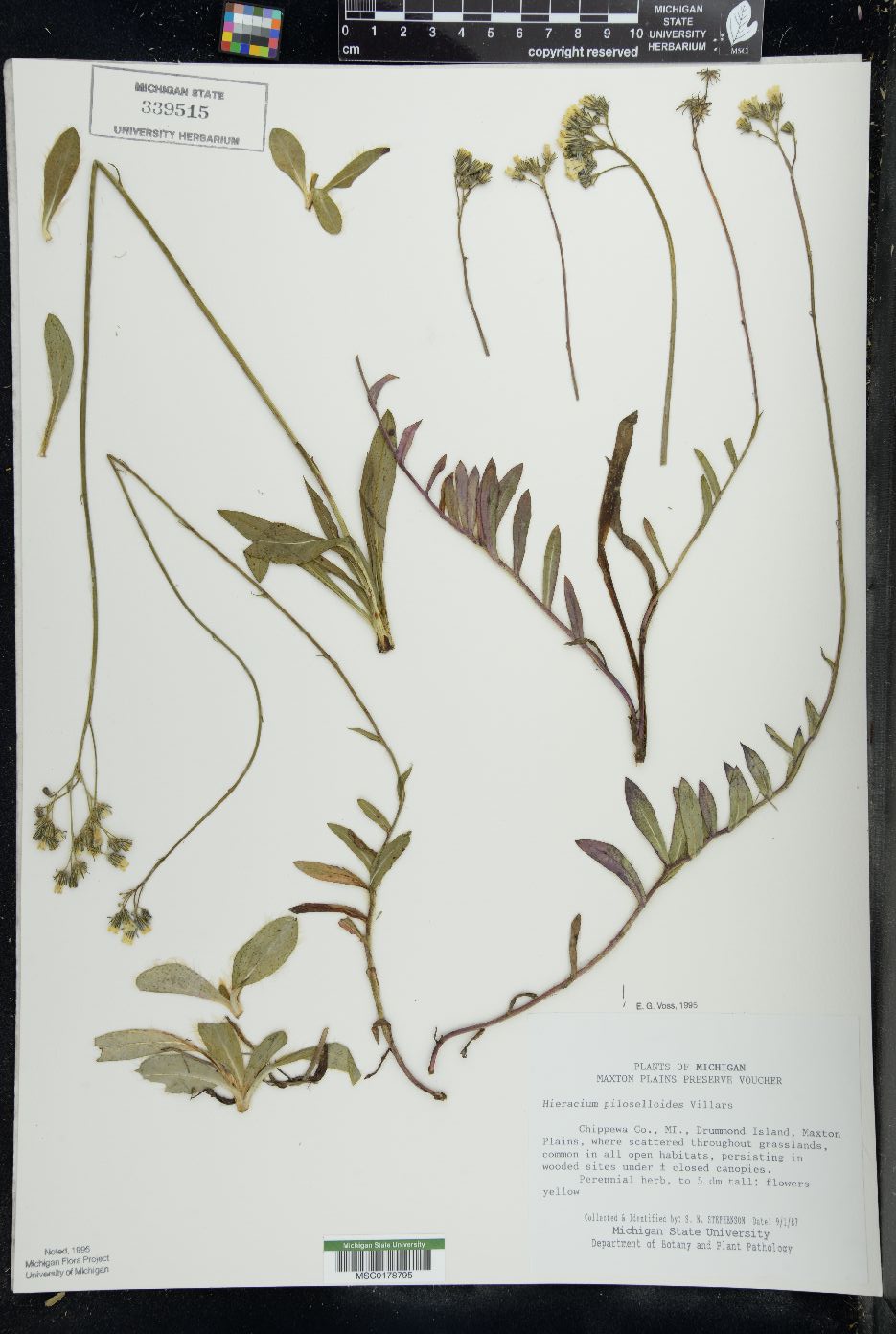 Hieracium piloselloides image
