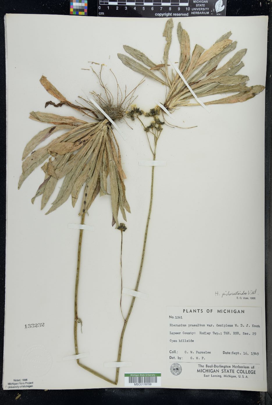 Hieracium praealtum image