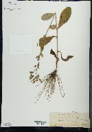 Hieracium scabrum image