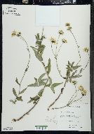 Hieracium umbellatum image