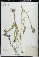 Liatris scariosa var. nieuwlandii image