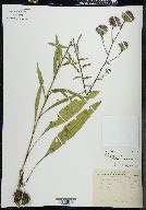 Liatris scariosa image