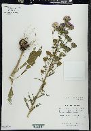 Liatris scariosa var. nieuwlandii image