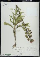 Liatris scariosa image