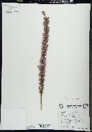 Liatris spicata image