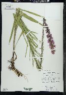 Liatris aspera image