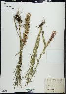 Liatris spicata image