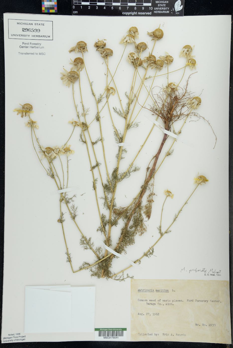 Matricaria maritima image