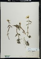 Bidens beckii image