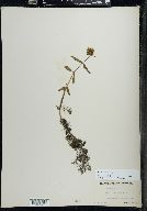 Bidens beckii image